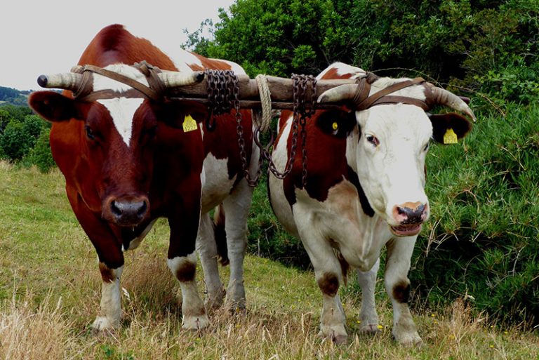 Quelle est la différence entre bœuf et vache ? Les differences