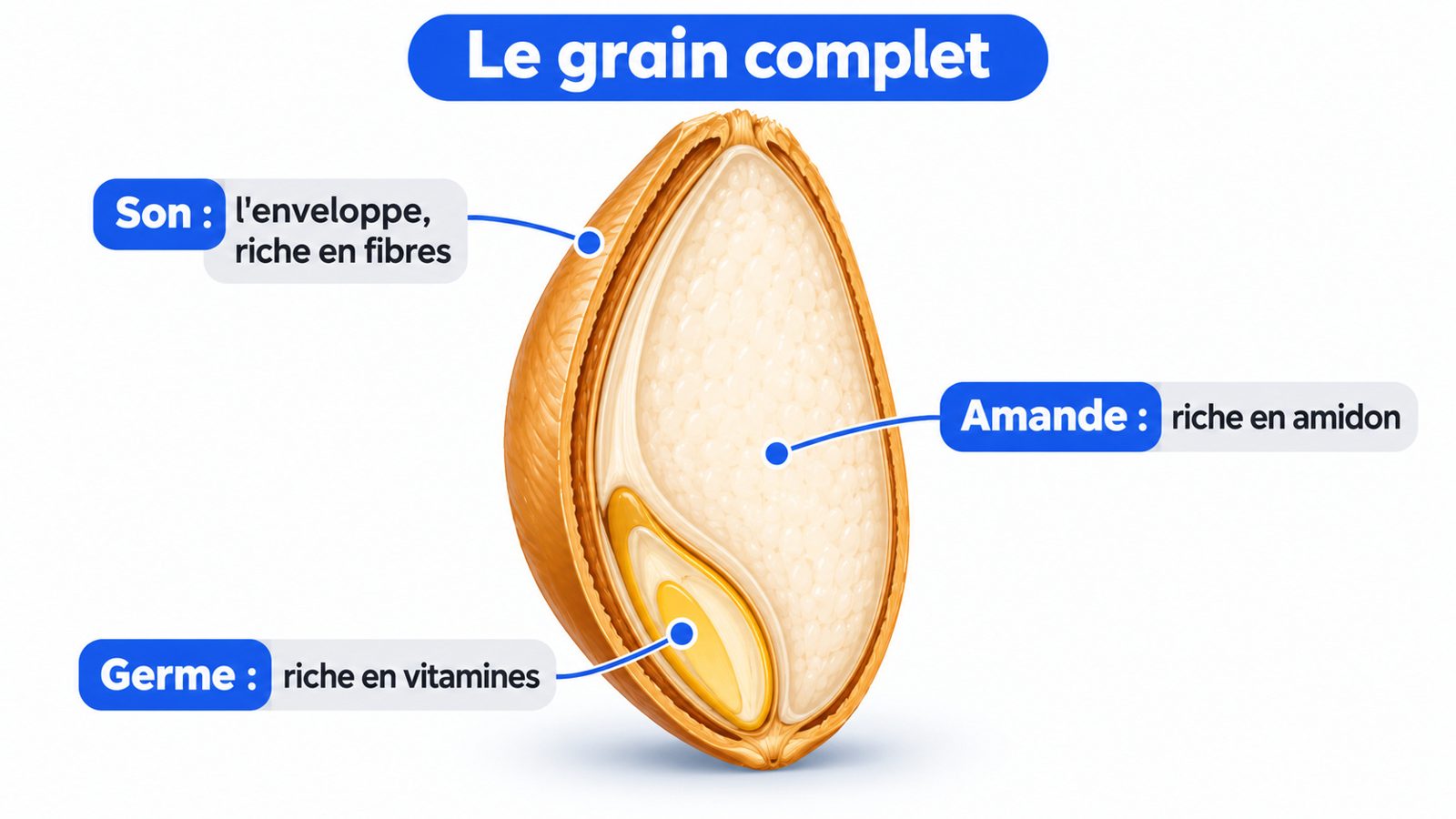 Anatomie d'un grain de blé complet : son, germe et amande