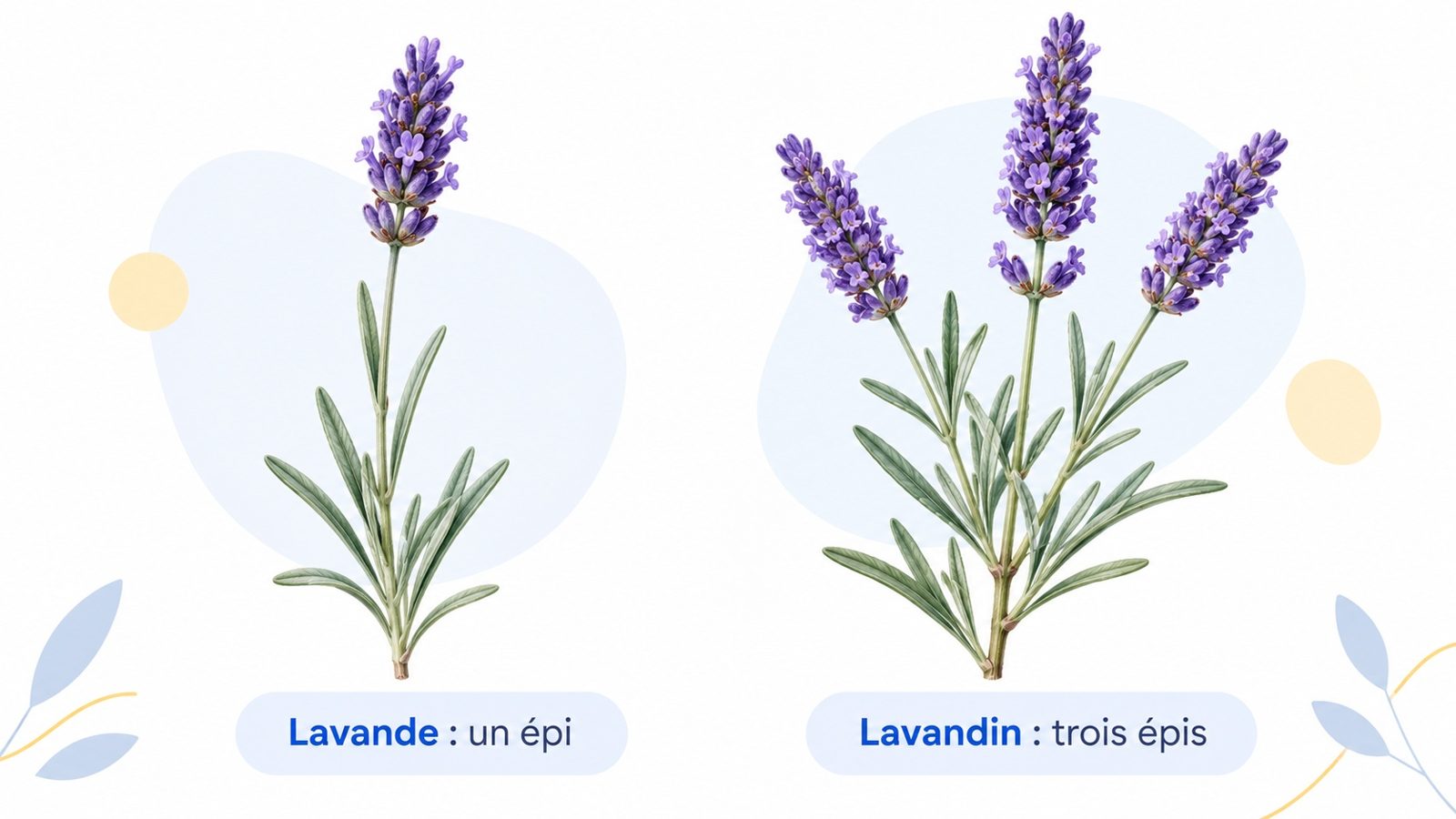 Comparaison d'une tige de lavande vraie à un seul épi et d'une tige de lavandin ramifiée à trois épis