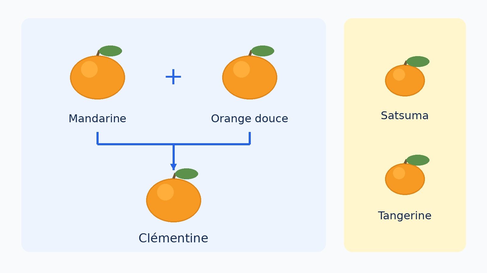 Arbre généalogique des agrumes : mandarine et orange douce donnent la clémentine