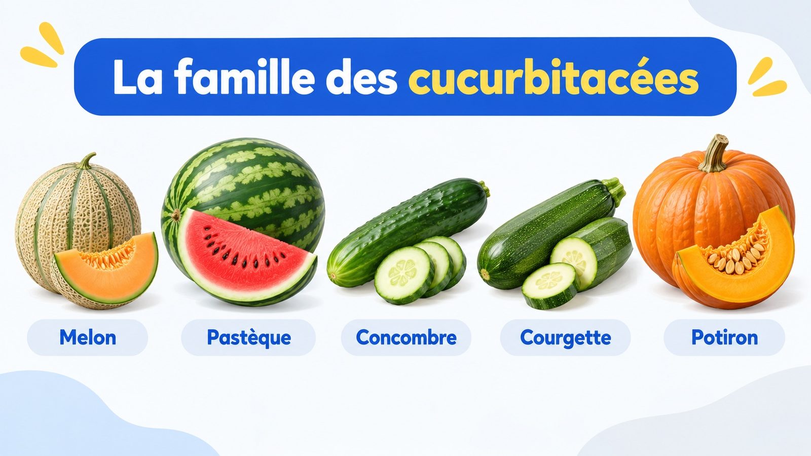 La famille des cucurbitacées : melon, pastèque, concombre, courgette et potiron