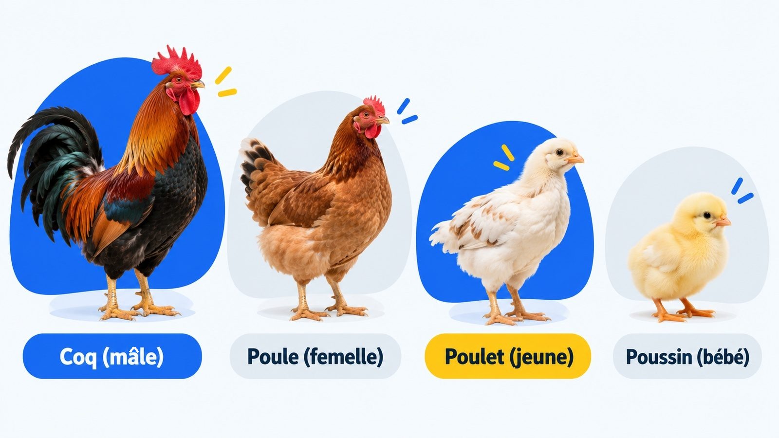 Le coq, la poule, le poulet et le poussin