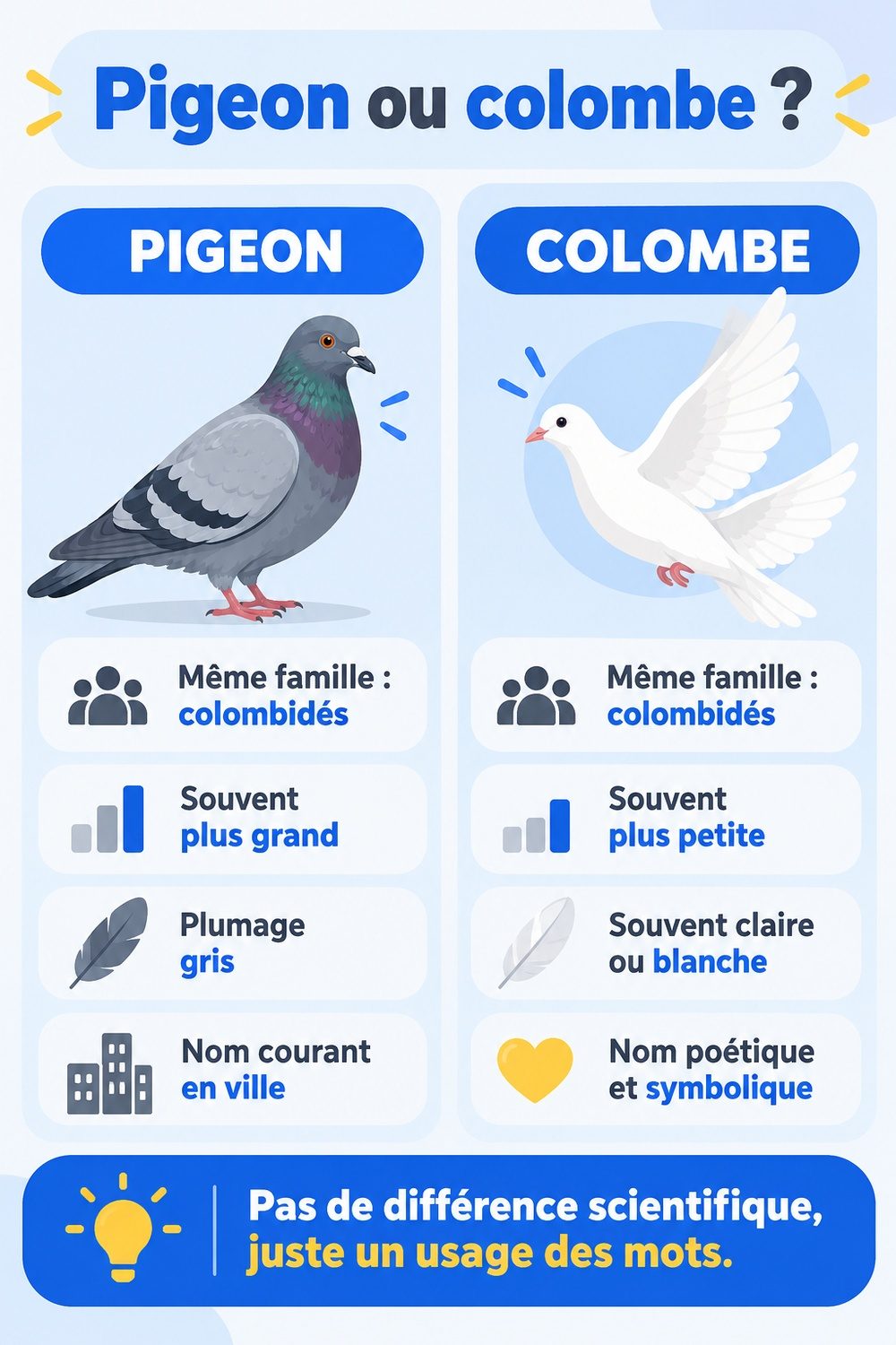 Différence entre pigeon et colombe : infographie comparative