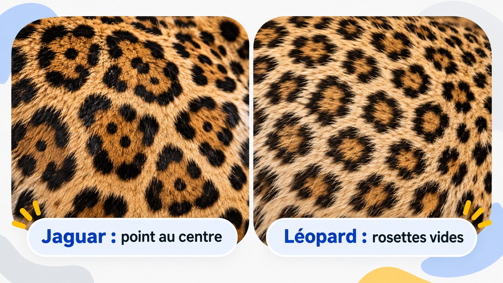 Comparaison en gros plan des rosettes d'un jaguar avec des points au centre et des rosettes plus petites d'un léopard