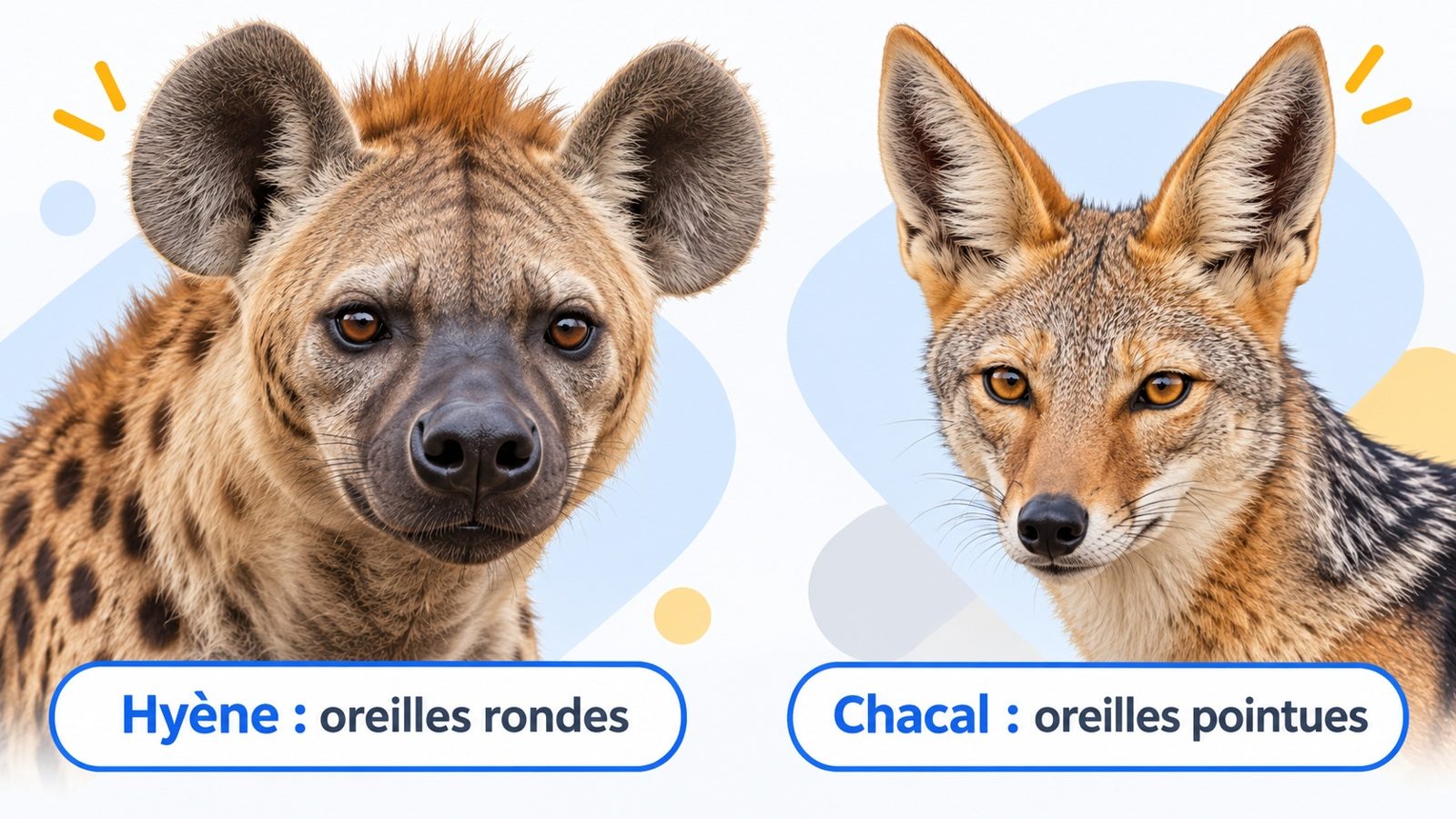 Comparaison en gros plan de la tête massive d'une hyène tachetée aux oreilles rondes et de la tête fine d'un chacal aux oreilles pointues