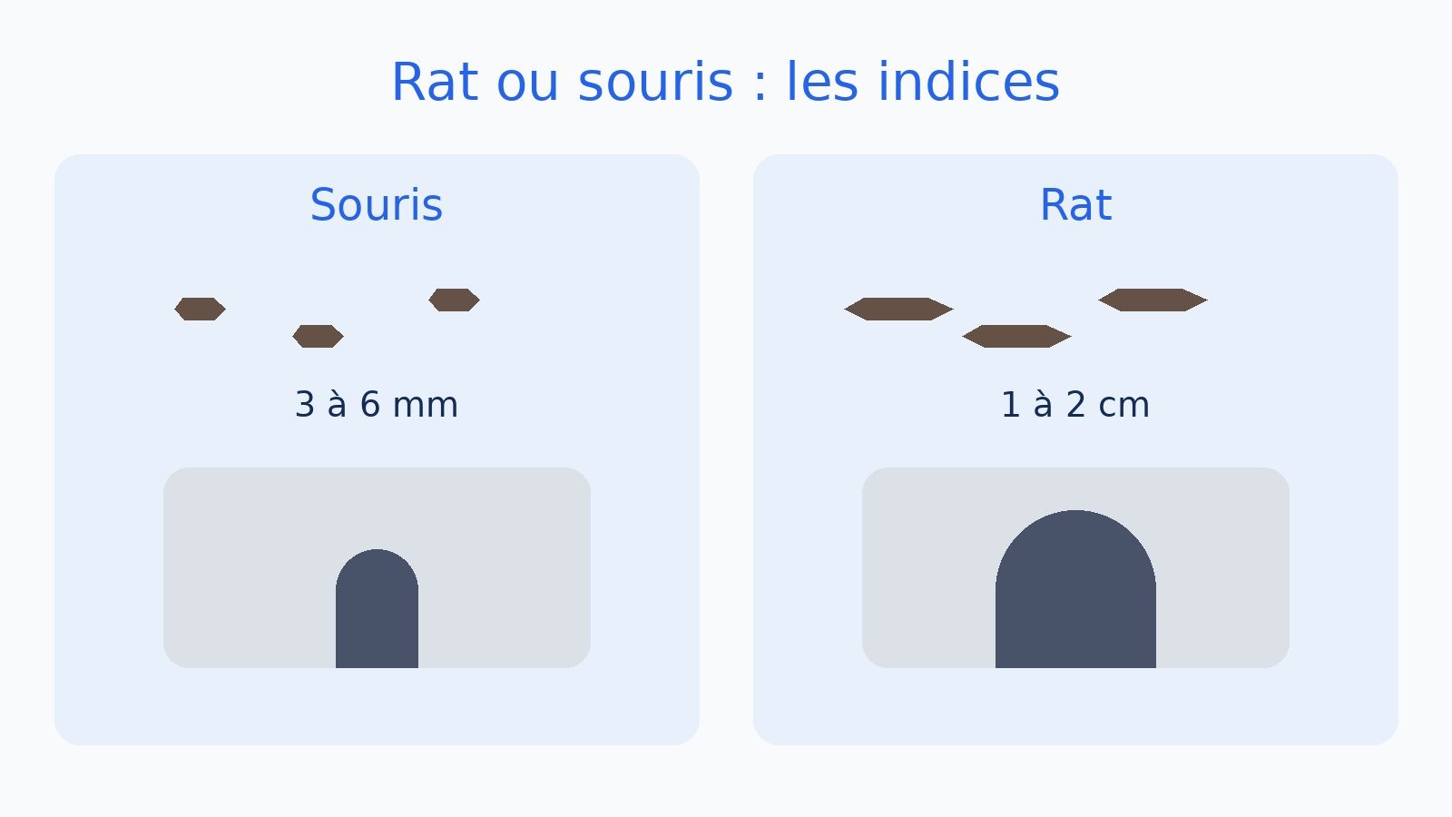 Indices pour distinguer rat et souris : crottes et trous